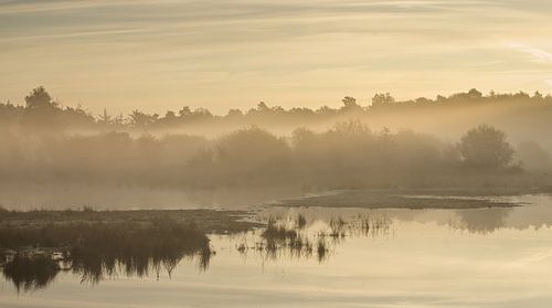 Mist boven het water en het bos