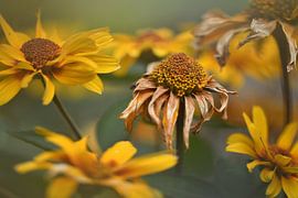 Rudbeckias almost out of bloom by Netty Kempkes