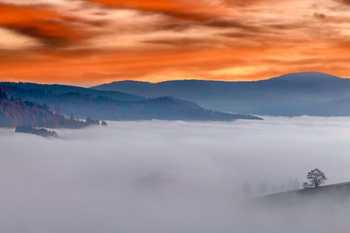 Tree in the sea of fog