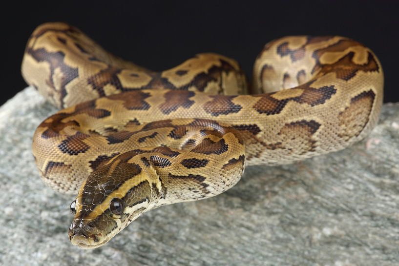 Felsenpython (Python sebae) von Ronald Pol