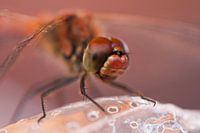 Libelle