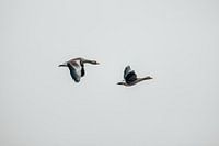 Geese in flight