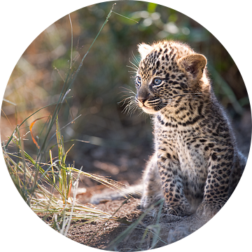 Luipaard welpje warmt zich op in de zon