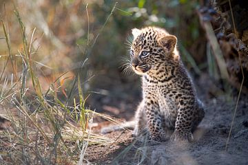 Leopardenjunges wärmt sich in der Sonne von Jos van Bommel
