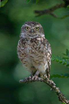 Burrowing owl