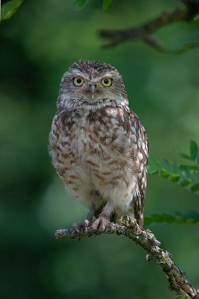 Kaninchenkauz von Elles Rijsdijk