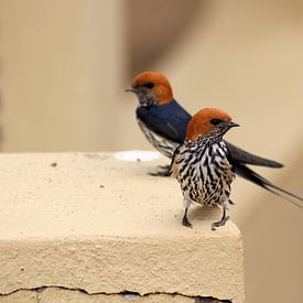 A pair of Lesser Striped Swallows by Melanie & Wiebe Hofstra