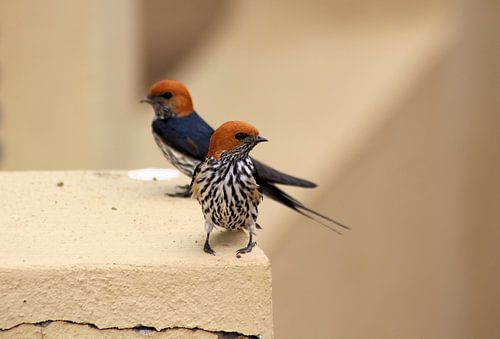 Ein Paar Kleine Streifenschwalbe