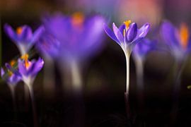 Tommasini-Krokus, Crocus tomassinianus. von AGAMI Photo Agency