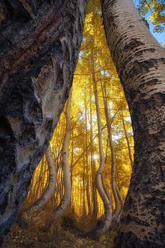 The dancing aspens VI by Martin Podt