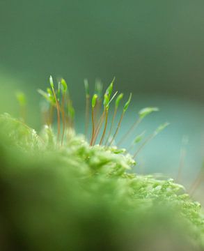 Detail van mos in het bos van Christel Nouwens- Lambers