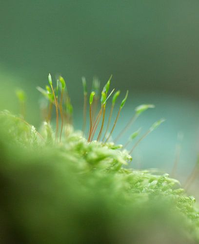 Detail van mos in het bos