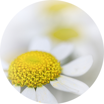 Kamille (bloem, geel, licht, zomer) van Bob Daalder