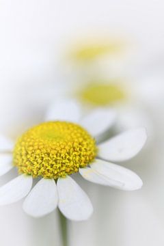 Chamomile (flower, yellow, light, summer) by Bob Daalder