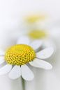 Kamille (bloem, geel, licht, zomer) van Bob Daalder thumbnail