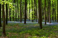 Hallerbos van Quartier William thumbnail