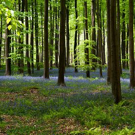 Hallerbos van Quartier William