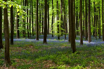 Hallerbos von Quartier William