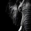 Éléphant – Portrait animalier en noir et blanc plein d'expression sur drdigitaldesign
