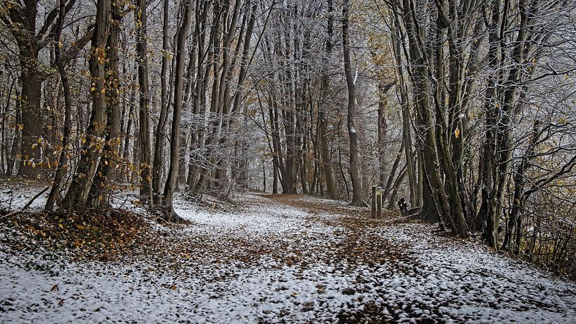 A touch of winter in the Eyser forest by Rob Boon