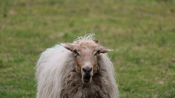 Moutons dans le pré sur Melanie Rijneker