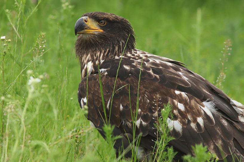Bald Eagle (Haliaeetus leucocephalus) by Ronald Pol