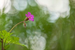 L'herbe de Robert (Geranium robertianum) sur Carola Schellekens