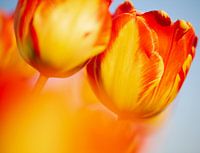 Oranje rode tulp