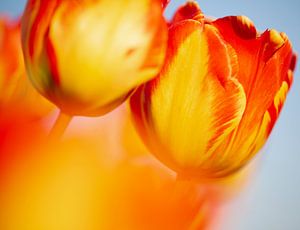 Oranje rode tulp van Astrid Volten