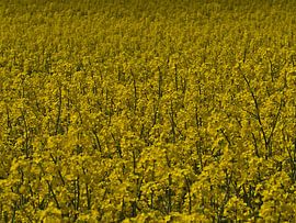 Rapsody by Timon Schneider