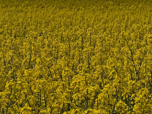 Rapsody by Timon Schneider