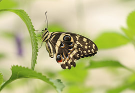 Citrus swallowtail by Matthias Brix
