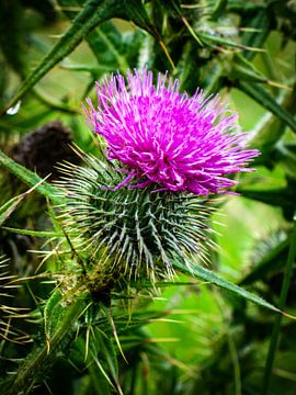 Distel von Lieke Doorenbosch