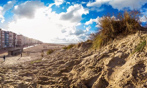dune avec des zostères à Koksijde