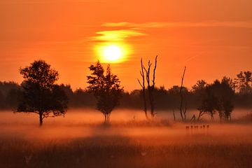 Oranje en mistige zonsopkomst in de herfst