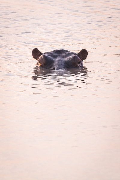Hippopotamus head in the water at sunset by Simone Janssen