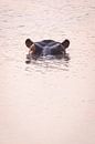 Hippopotamus head in the water at sunset by Simone Janssen thumbnail