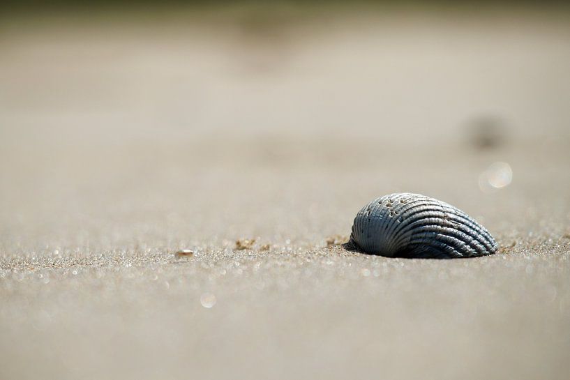Muschel am Strand von Texel von Jan