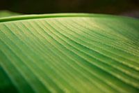 Banana leaf