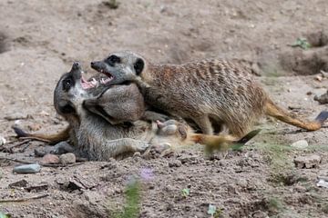 Playing or fighting meerkats by Anjella Buckens