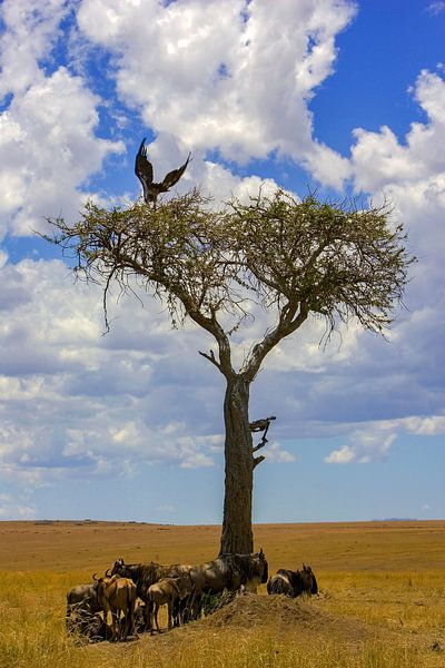 Gnum Lunch Break met Gier van Peter Michel