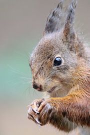 Eichhörnchen von Milou Hinssen
