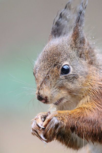 Squirrel by Milou Hinssen