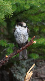 Meisenhäher (Nordamerikanischer Spatz) von Schinuuk