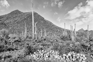 SAGUARO NATIONAAL PARK Desert Landschap | Monochroom van Melanie Viola