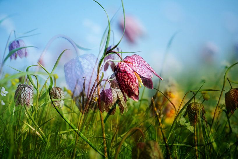 Checkerboard flower by Diane Jordan