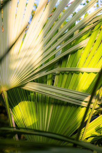 Green tropical palm plant with beautiful sunlight