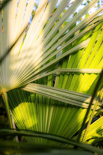 Plante tropicale verte en forme de palmier avec une belle lumière du soleil par Wouter Kuin