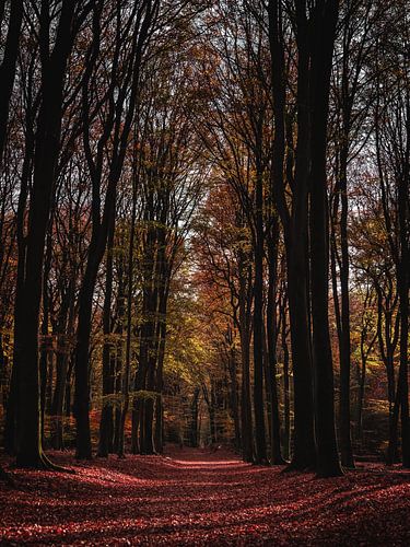 Herfstdag in het Speulderbos | Een reis door Nederland