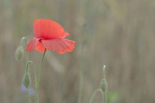 poppy in a field of wheat